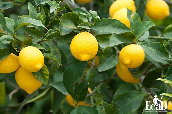 لیمو شیرین