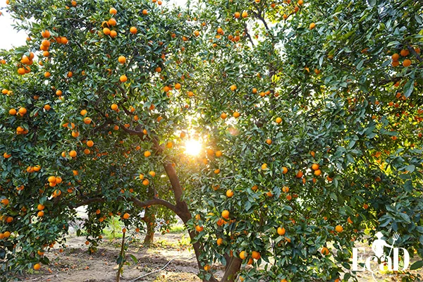 درخت پرتغال زیبا