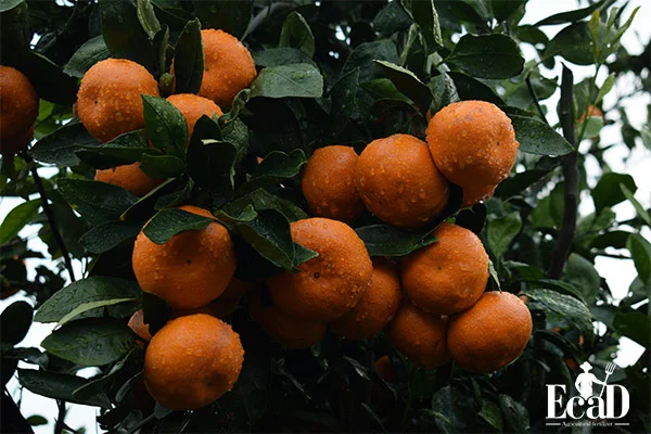 نارنگی با کیفیت