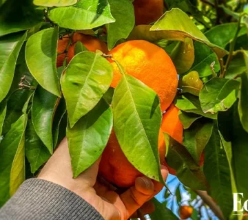 مرکبات با کیفیت
