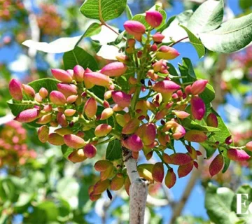 خوشه پسته