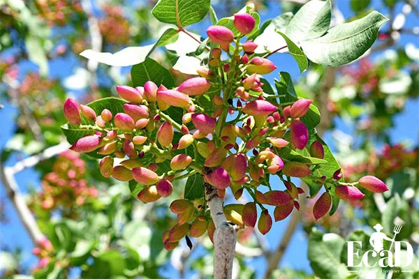 خوشه پسته