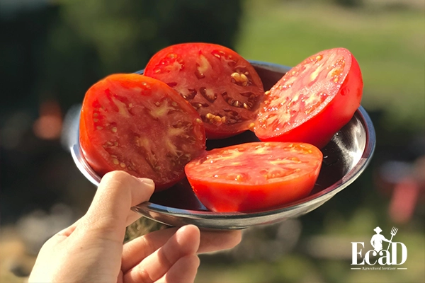 گوجه فرنگیی