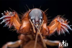 آبدزدک چیست