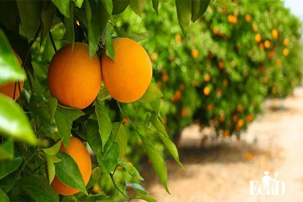 محلول پاشی