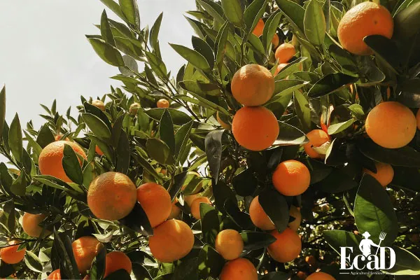 عوامل موثر محلول پاشی